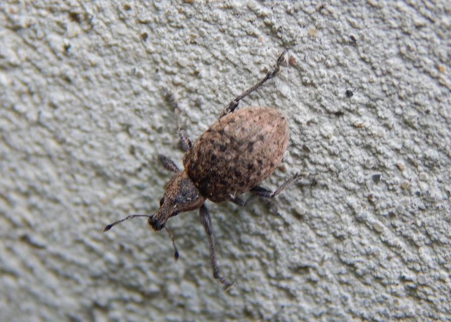 Liophloeus tessulatus - kockás barabolyormányos