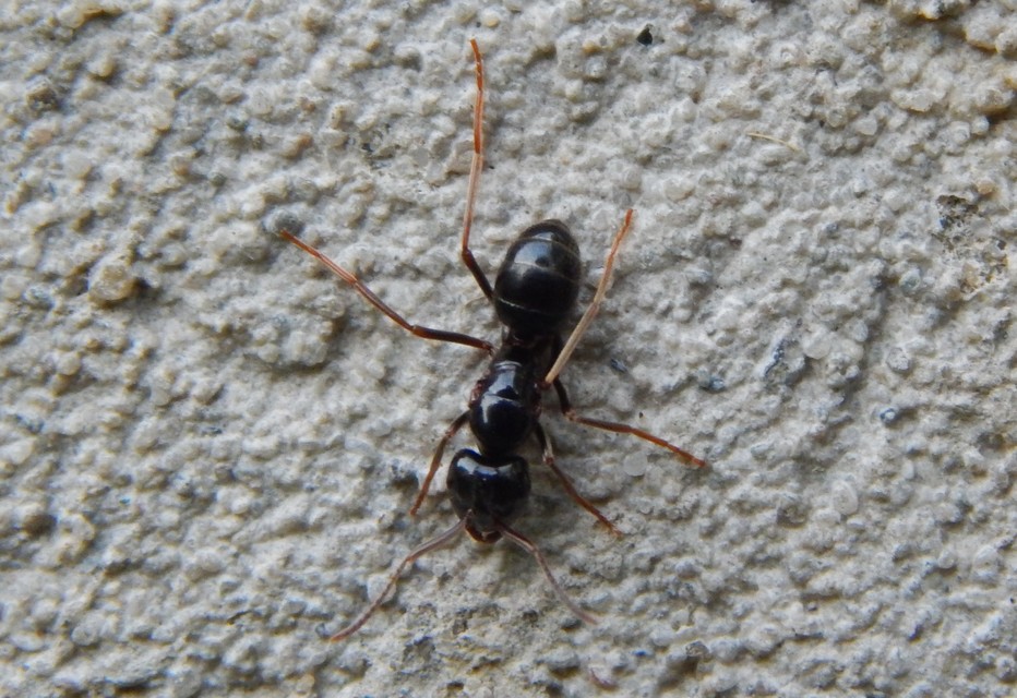 Lasius fuliginosus - kartonépítő fahangya