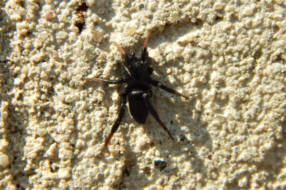Gnaphosidae - kövipókok