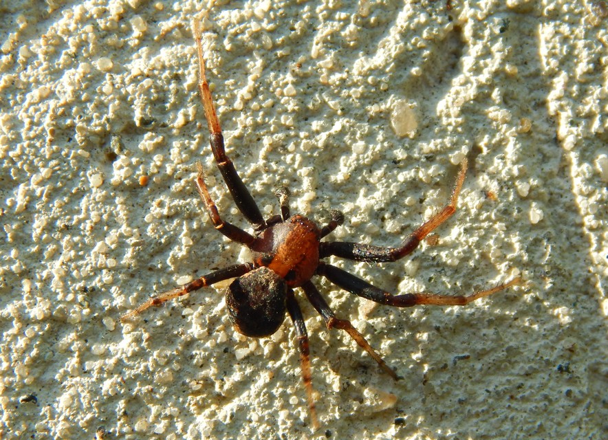 Xysticus