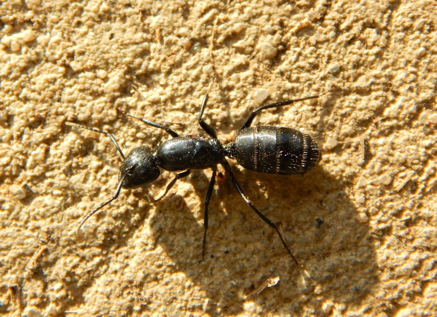 Camponotus vagus - fekete lóhangya