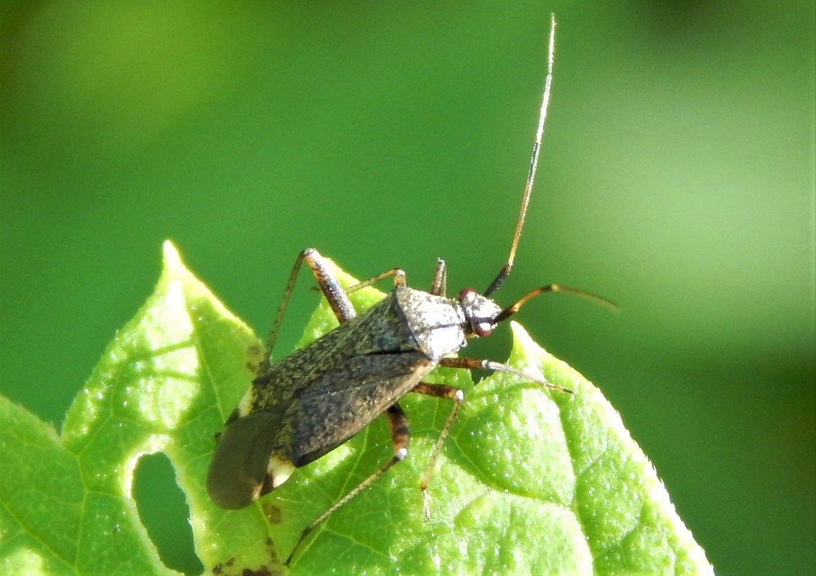 Closterotomus fulvomaculatus - komlópoloska Closterotomus fulvomaculatus - komlópoloska