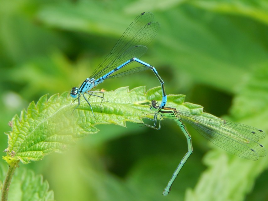 Coenagrion puella - azúrkék légivadász