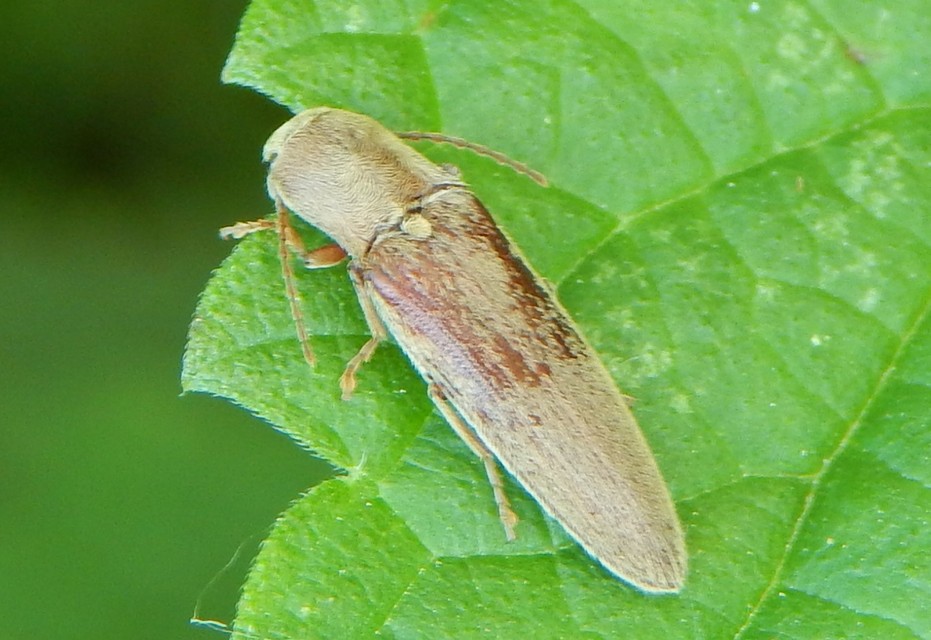 Synaptus filiformis - talpas pattanó