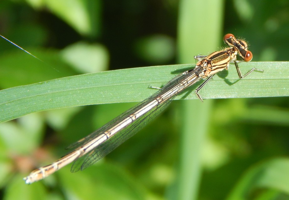 Platycnemis pennipes - széleslábú szitakötő