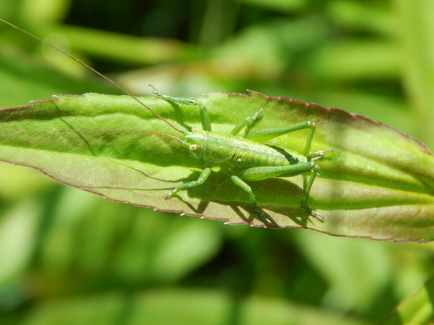 Tettigonia