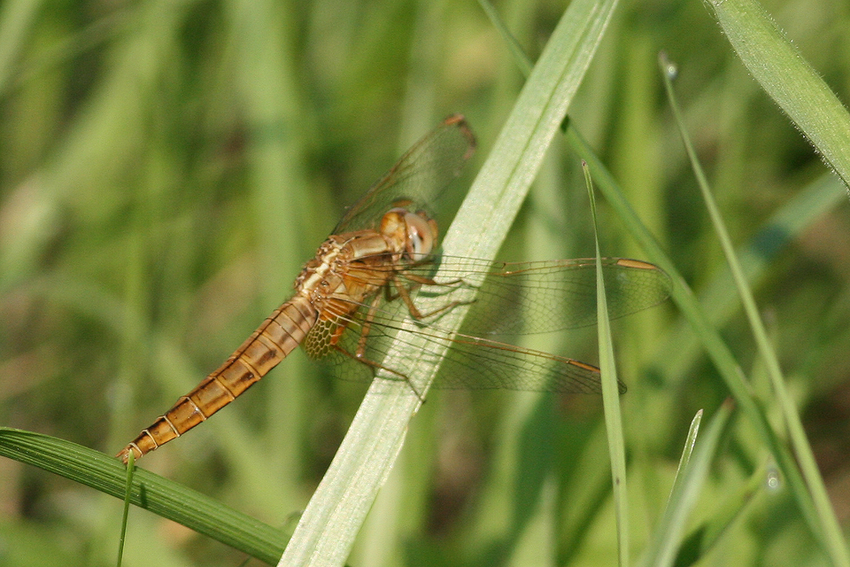 Crocothemis erythraea - skarlát szitakötő