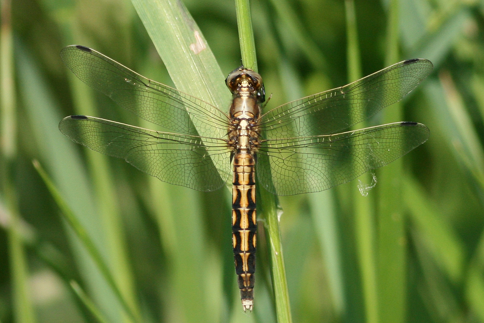 Orthetrum albistylum - fehérfarkú pásztorszitakötő