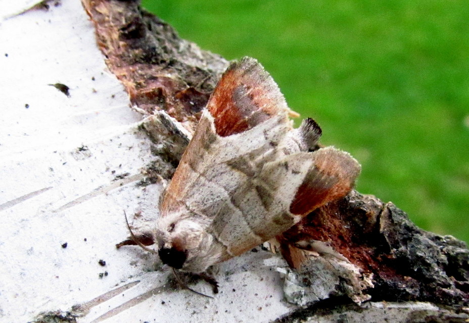 Clostera curtula - rövidszárnyú levélszövő