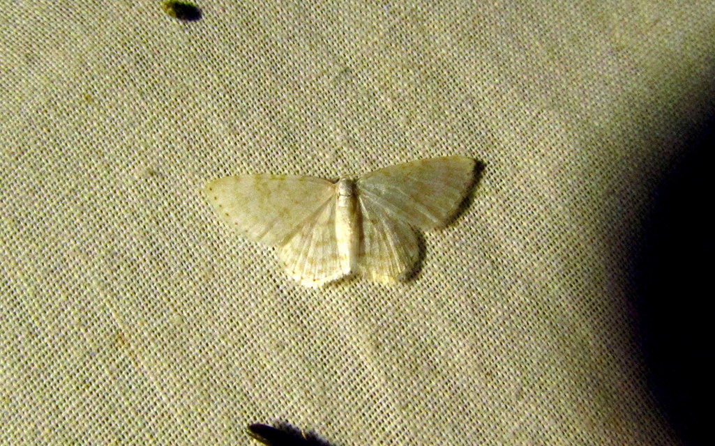 Asthena albulata - gyertyán-fehéraraszoló