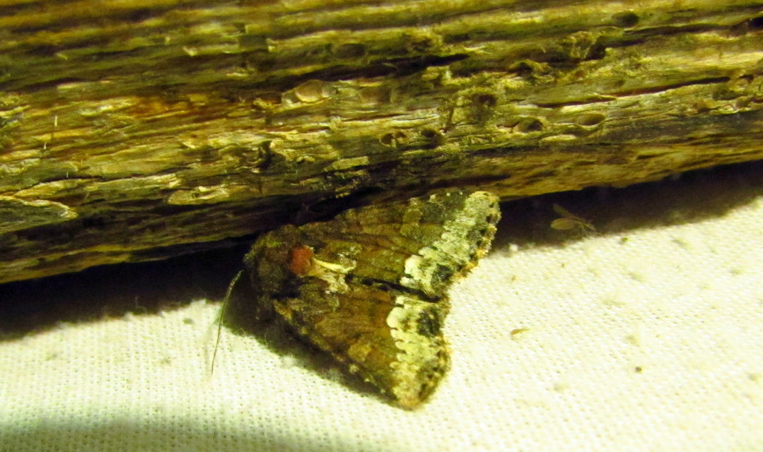 Oligia strigilis - kormos dudvabagoly