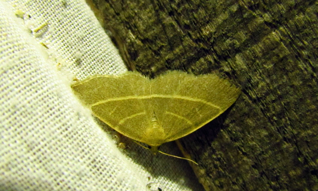 Trisateles emortualis - sárgacsíkos karcsúbagoly