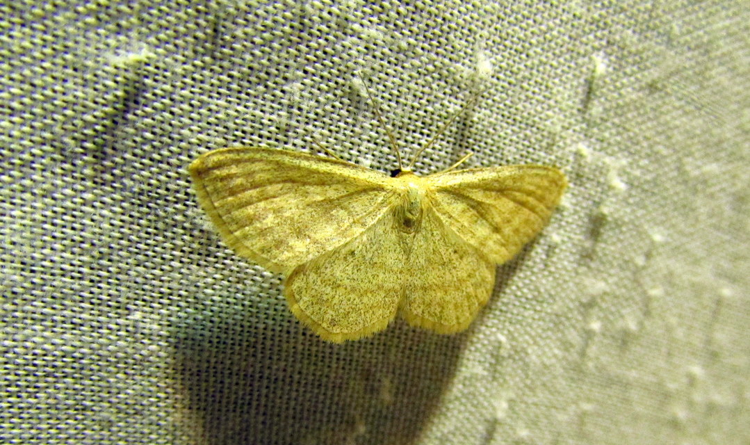 Scopula virgulata - vesszős sávosaraszoló