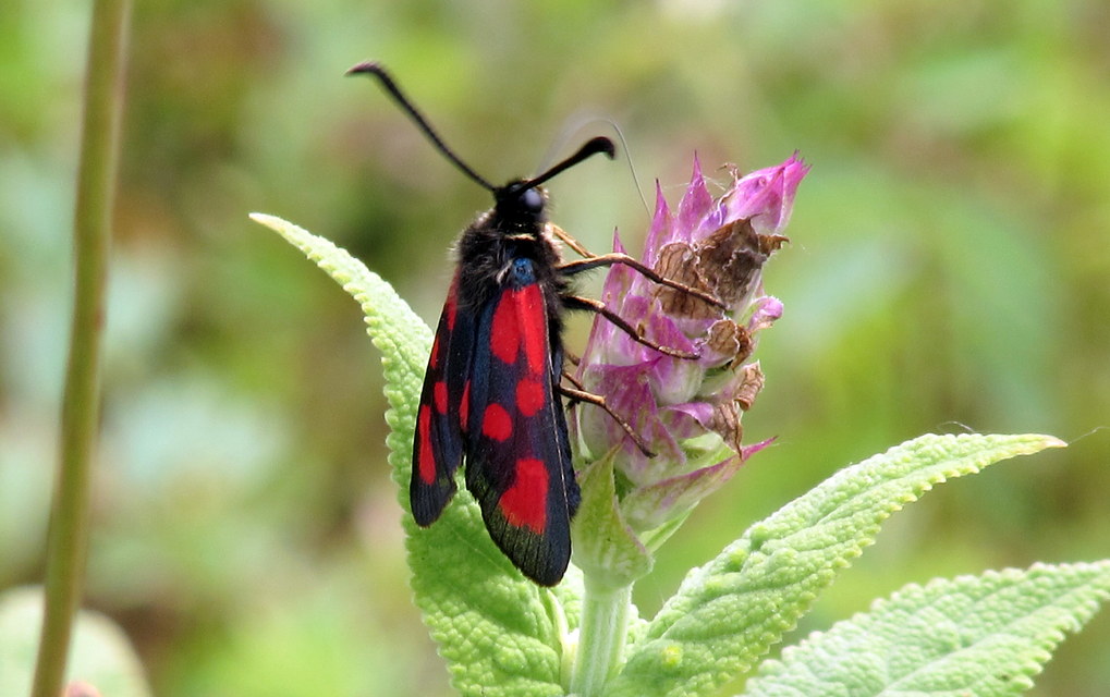 Zygaena loti - közönséges csüngőlepke