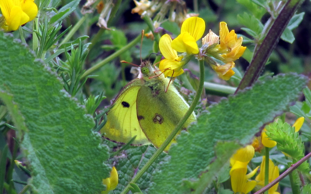 Colias alfacariensis - déli kéneslepke