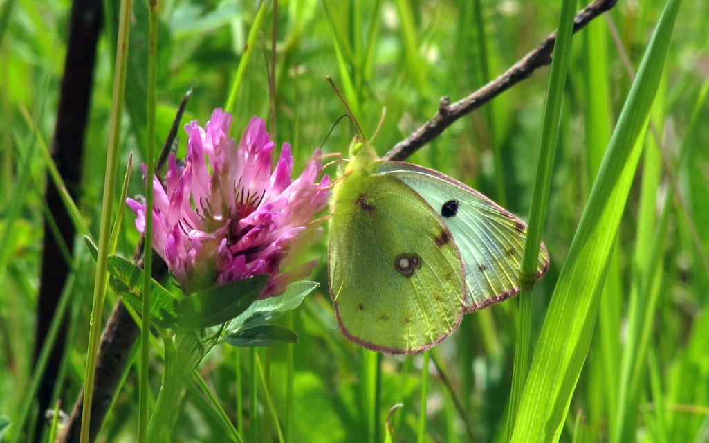 Colias alfacariensis - déli kéneslepke