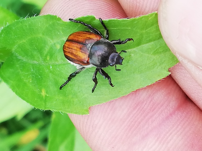 Anisoplia tempestiva - gabonaszipoly