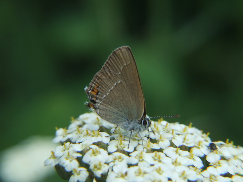 Satyrium acaciae - akác-csücsköslepke