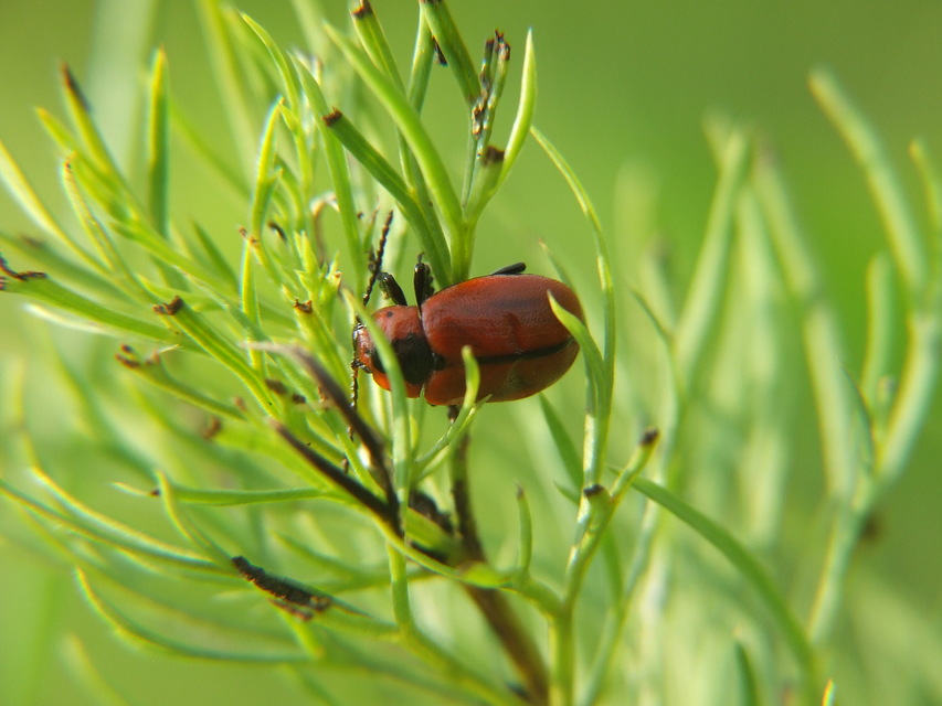Entomoscelis dorsalis - hérics-honvédbogár