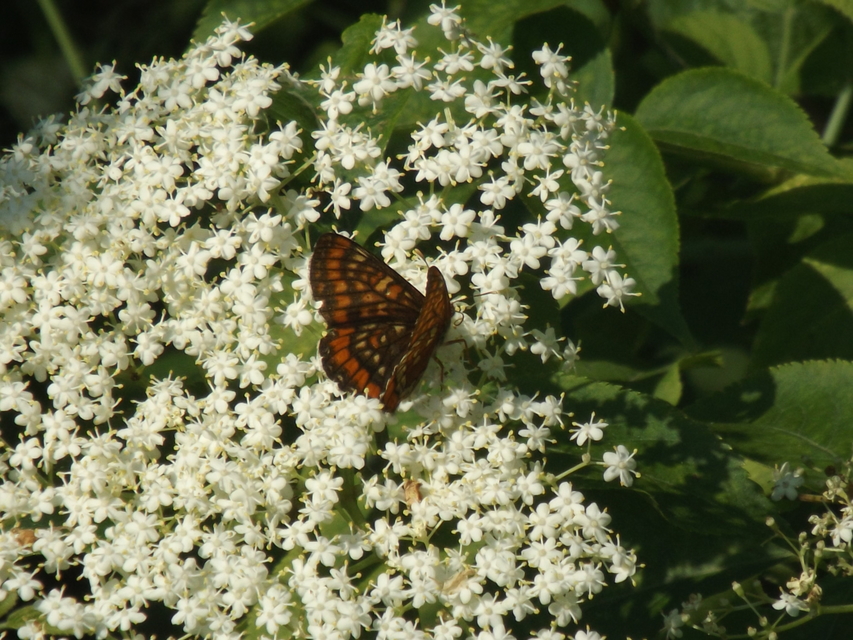 Euphydryas maturna - díszes tarkalepke