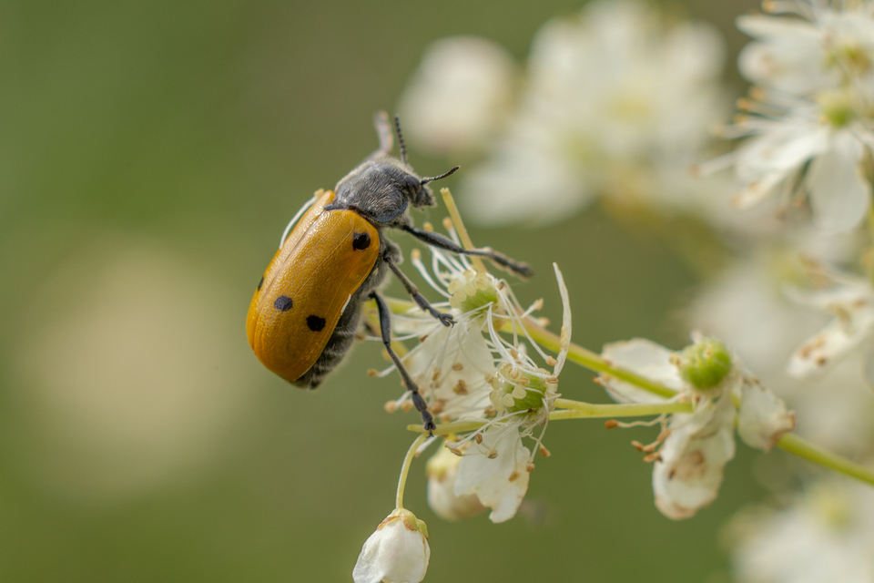 Lachnaia sexpunctata - szőrösnyakú zsákhordóbogár