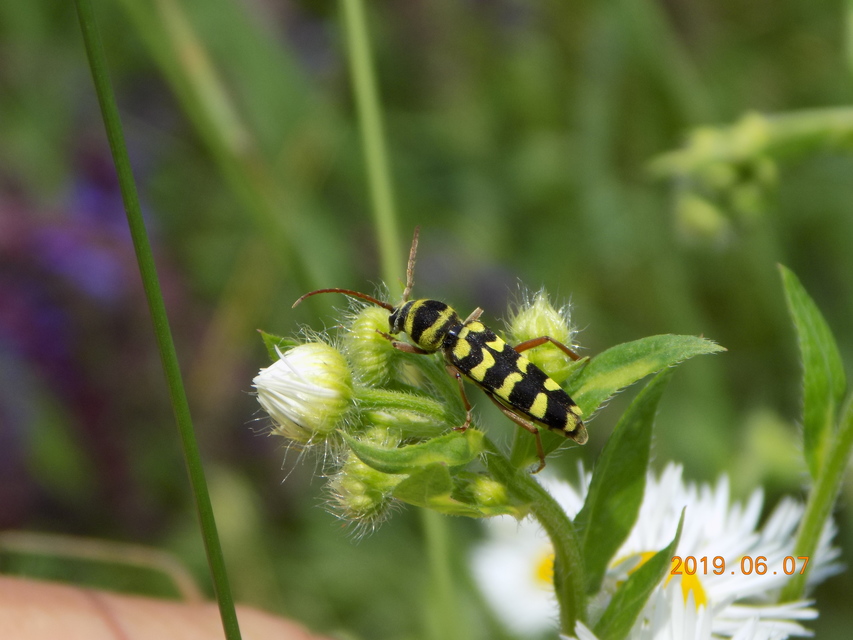 Echinocerus floralis - lucerna-darázscincér