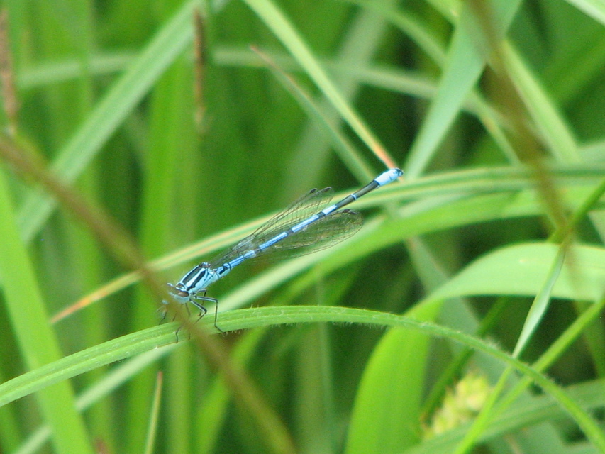 Coenagrion puella - azúrkék légivadász