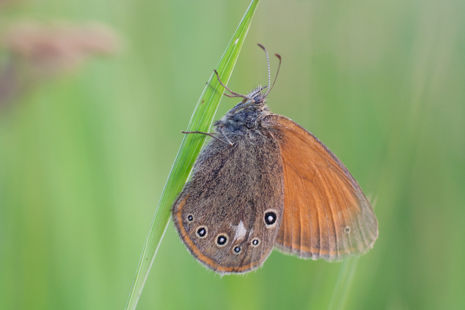 Coenonympha glycerion - közönséges szénalepke