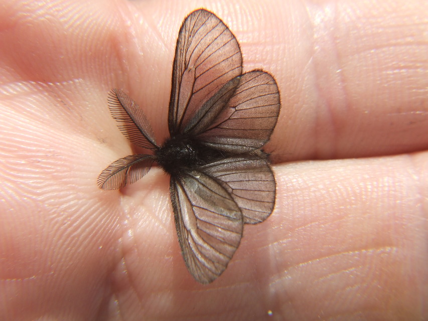 Pentophera morio - réti gyapjaslepke