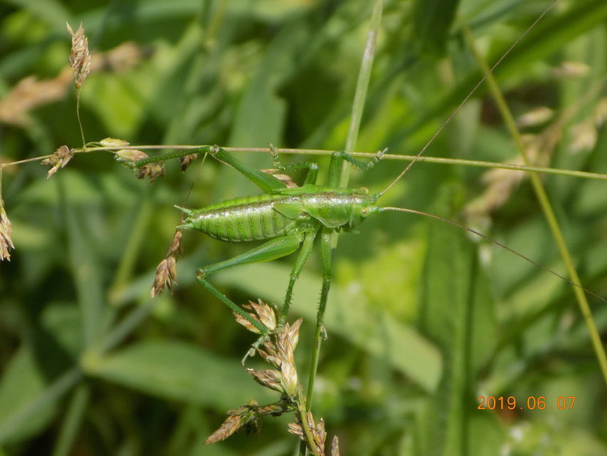Tettigonia viridissima - zöld lombszöcske