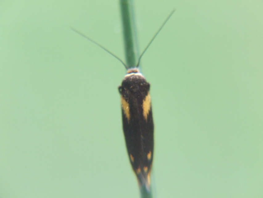 Scythris cuspidella - sárgamintás zöldmoly