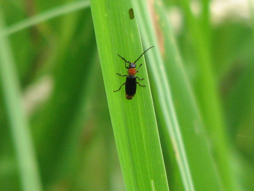 Crudosilis ruficollis - parti lágybogár