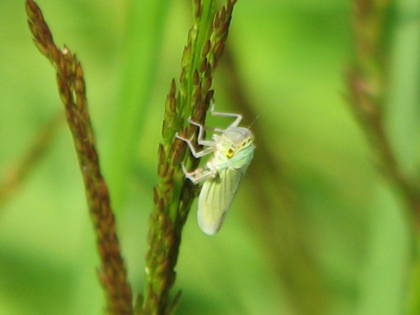Cicadella viridis - méregzöld kabóca