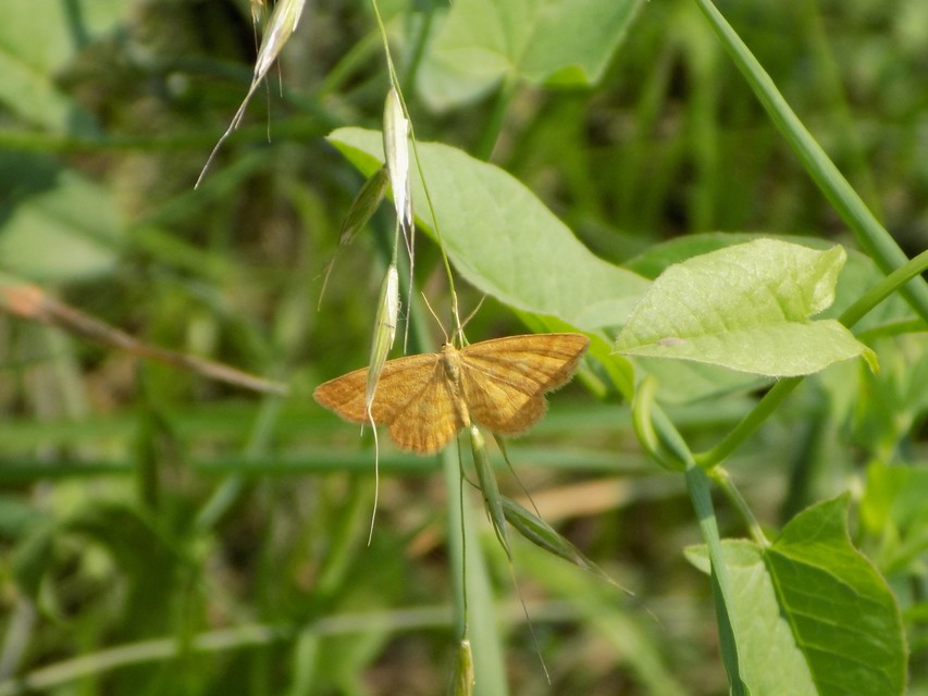 Idaea serpentata - kis sávosaraszoló