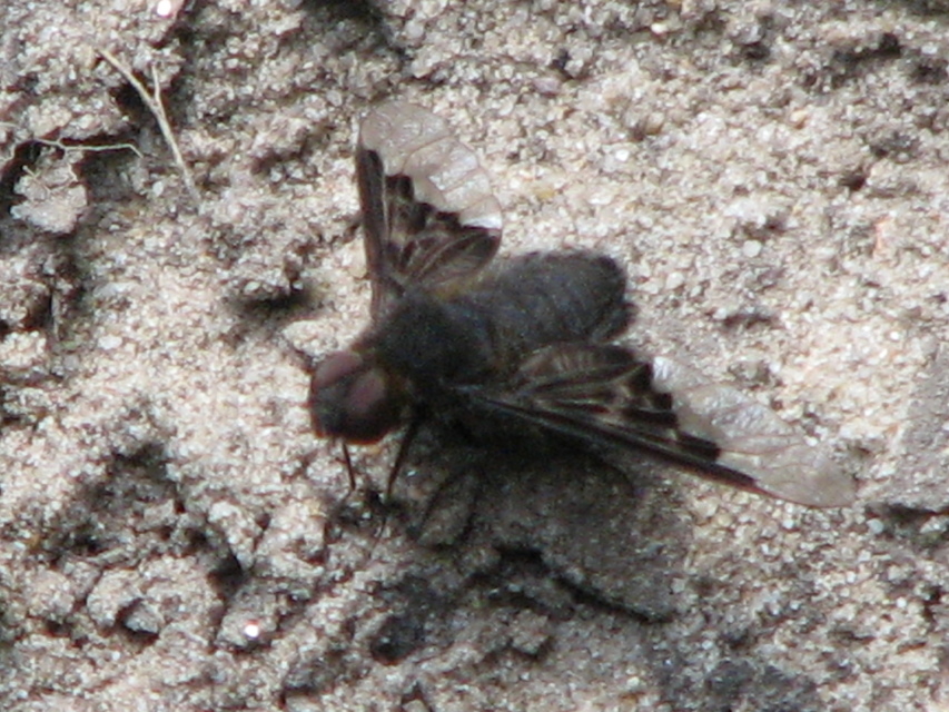 Hemipenthes morio - közönséges gyászlégy