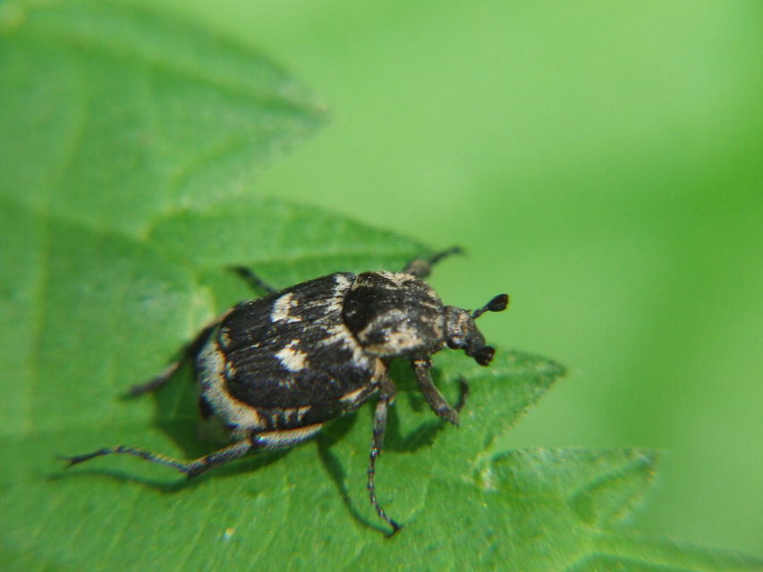Valgus hemipterus - suta virágbogár