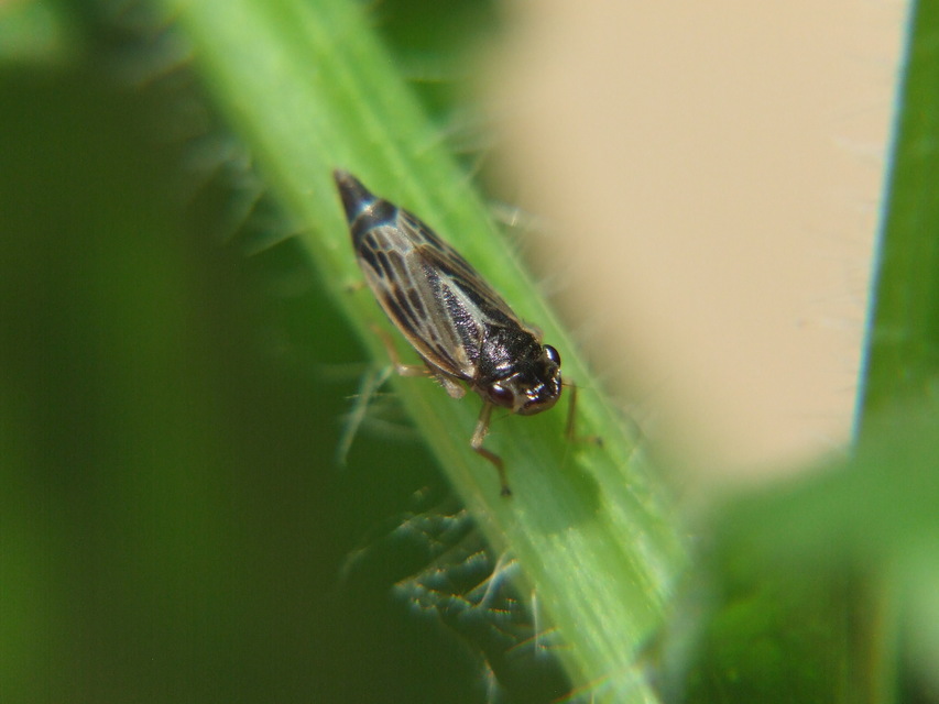 Evacanthus acuminatus