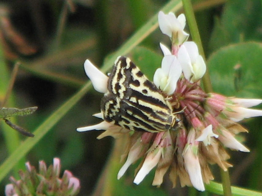 Emmelia trabealis - zebrabagoly