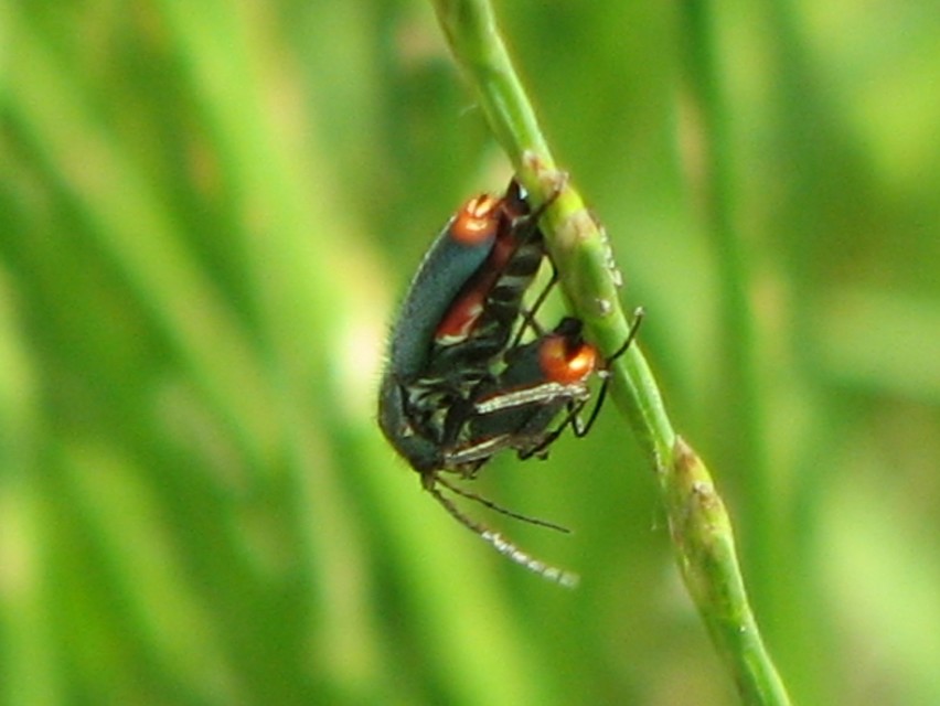 Clanoptilus geniculatus - sárgaarcú bibircsesbogár