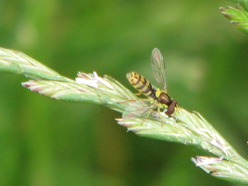 Sphaerophoria