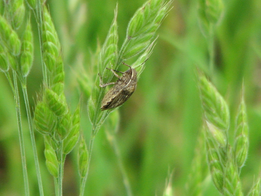 Eurygaster Eurygaster