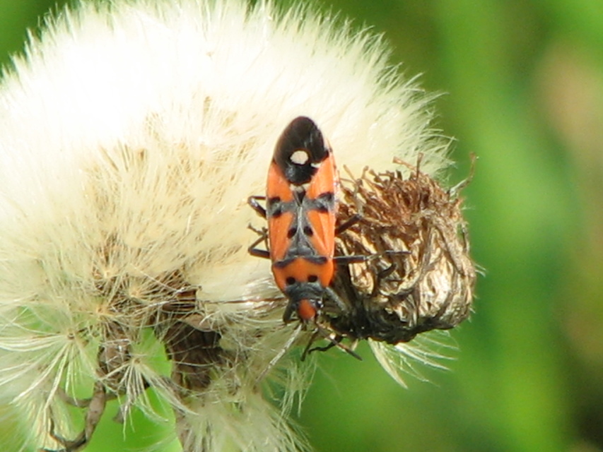 Lygaeus equestris/simulans