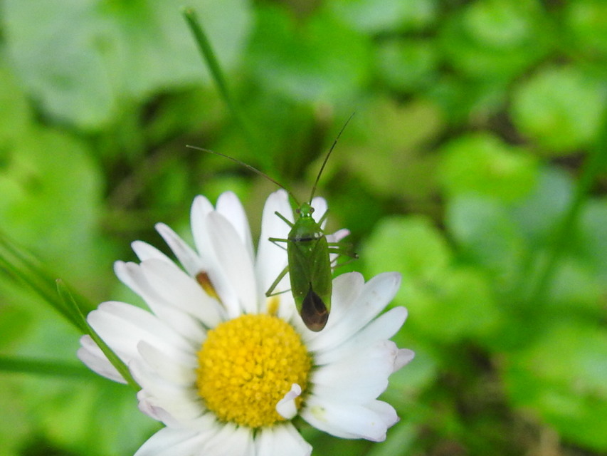 Calocoris affinis