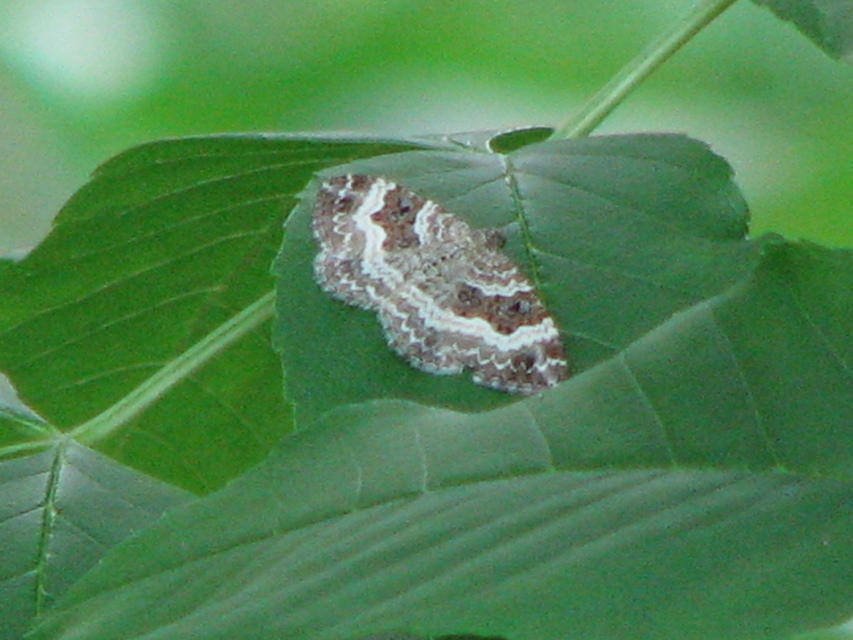 Epirrhoe alternata - galaj-tarkaaraszoló