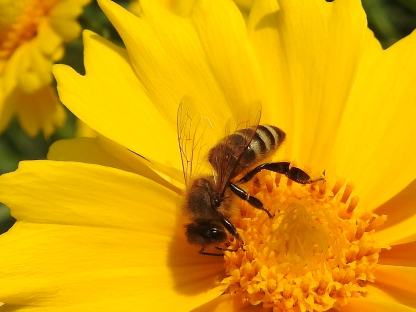 Apis mellifera - háziméh