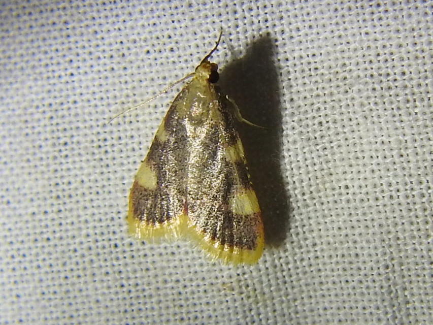 Hypsopygia costalis - szénailonca Hypsopygia costalis - szénailonca