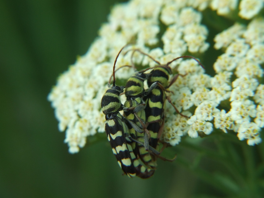 Echinocerus floralis - lucerna-darázscincér