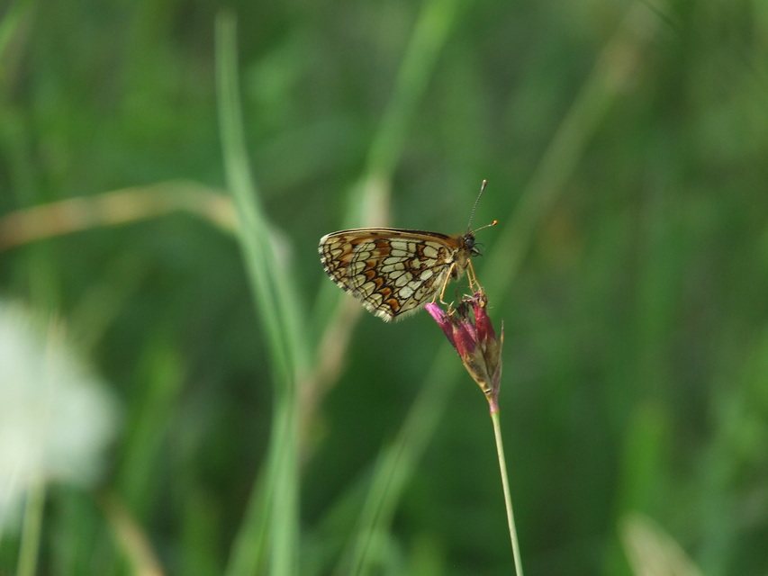 Melitaea athalia - közönséges tarkalepke