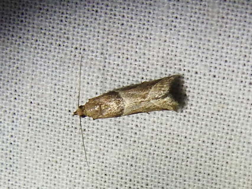 Nyctegretis
