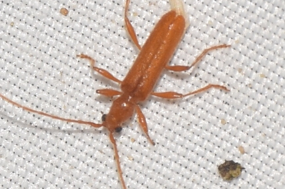 Axinopalpis gracilis - kecses selymescincér